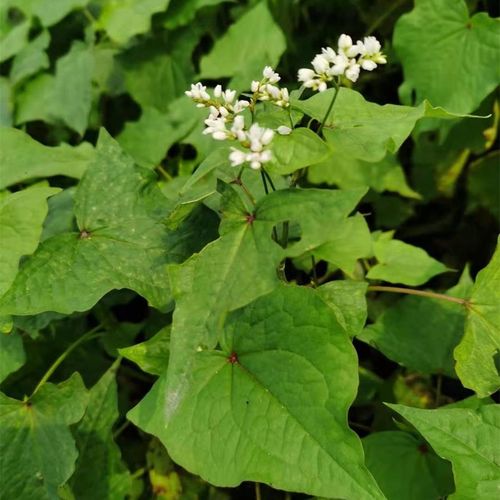 野南荞新鲜兰荞苦荞头荞叶七荞麦三七土茯苓金疙瘩苦荞麦当归茶根