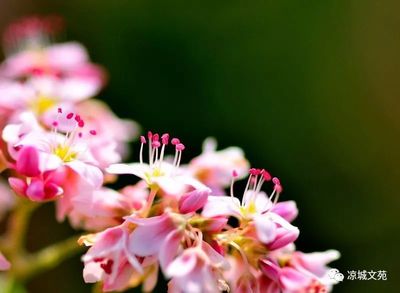 【小说】苦荞花连载之七(小荞和翠花的打工之路)